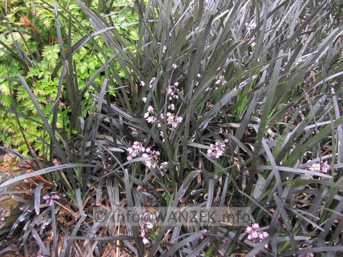 Ophiopogon planiscapus Nigrescens 02 flaechig+Blueten.JPG